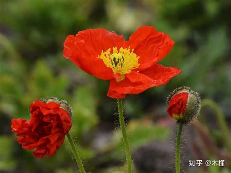 虞美人 花語|虞美人的寓意和花语